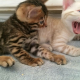 Wunderschöne Bengal Kitten mit...